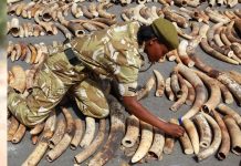 Vodafone’s WIP 2017 Winners Announced in Chicago